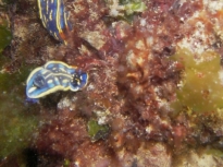 nudibranches