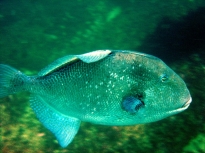 Poisson à Socoa